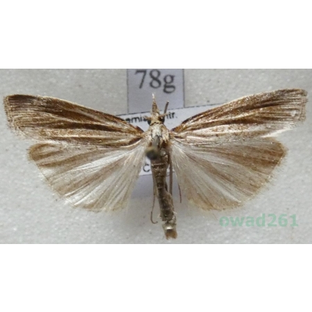 Agriphila tristella (Denis & Schiffermüller, 1775) Wachlarzyk zmienny Czech78g